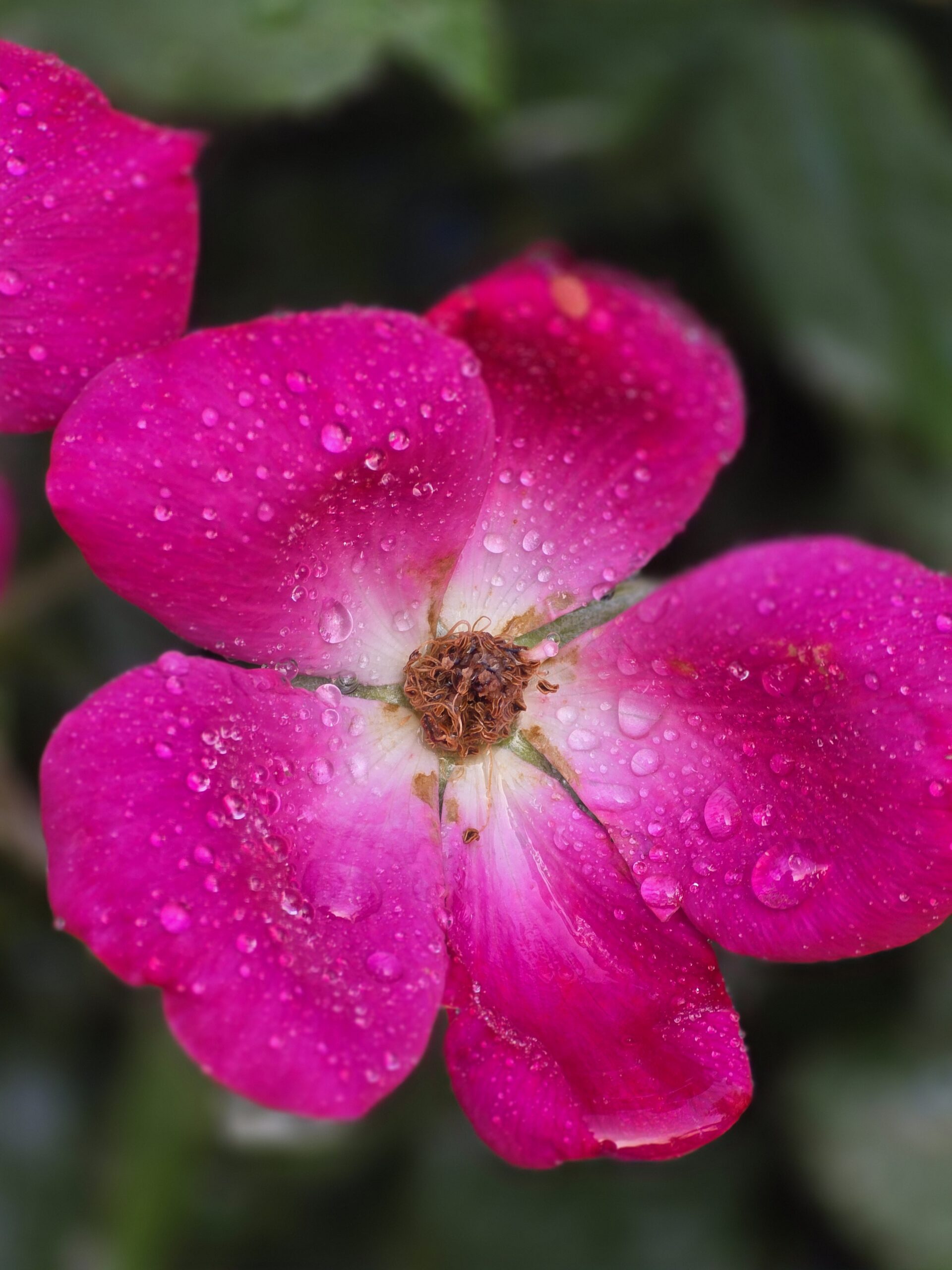 Bright pink flower covered with water droplets with a bee resting in its center in Andrea’s garden