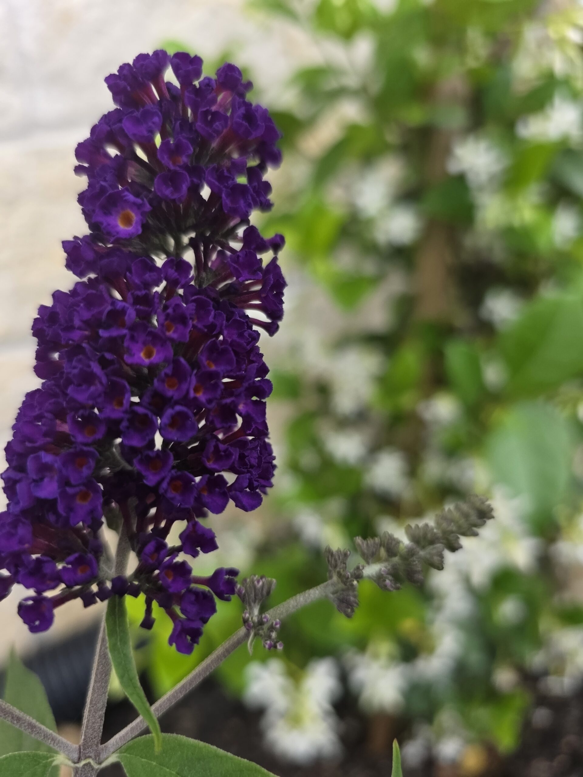 Cluster of deep purple flowers blooming in Andrea’s garden