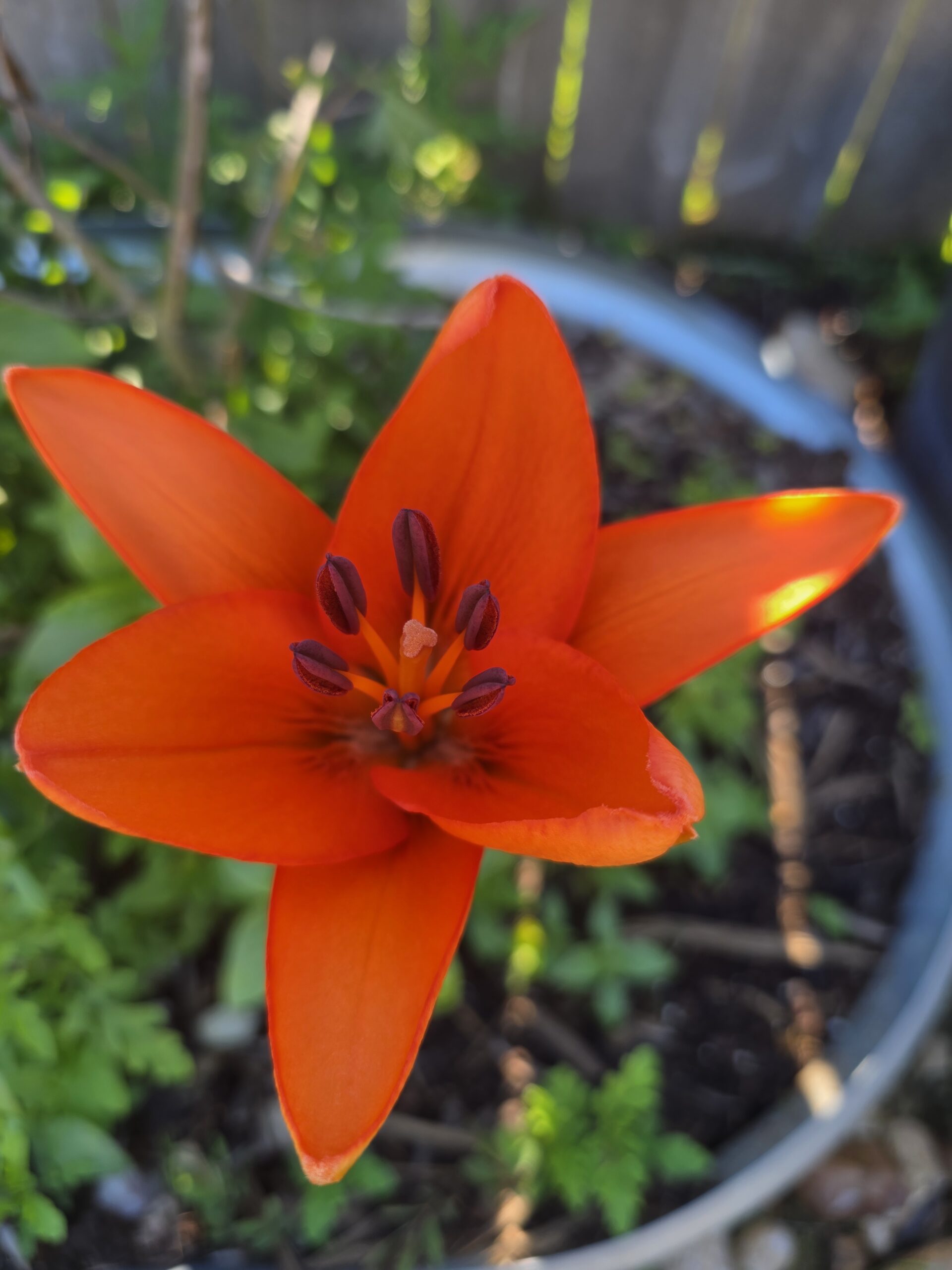 Bright orange lily in bloom with dark stamens in Andrea’s garden